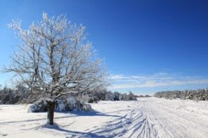Snedækket træ under klar blå vinterhimmel