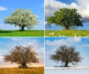 Træ gennem årstiderne forår sommer efterår vinter